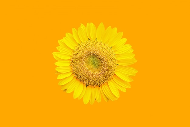 Sunflower field with beautiful