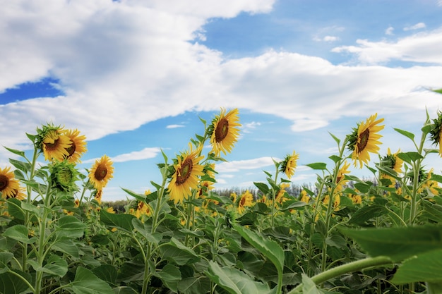 Sunflower field with blue sky background