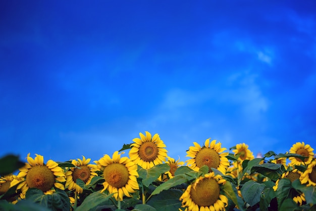 Foto campo di girasoli con sfondo azzurro del cielo