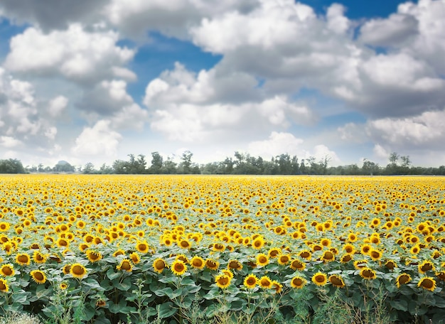 Campo di girasoli con cielo azzurro