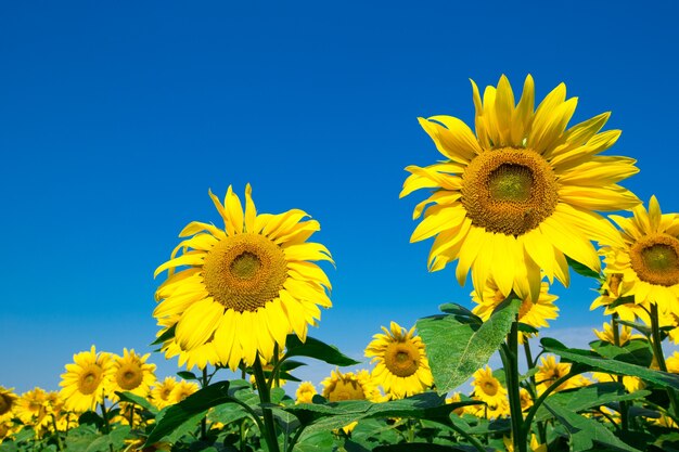 Sunflower field with cloudy blue sky