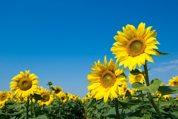 Sunflower field with cloudy blue sky