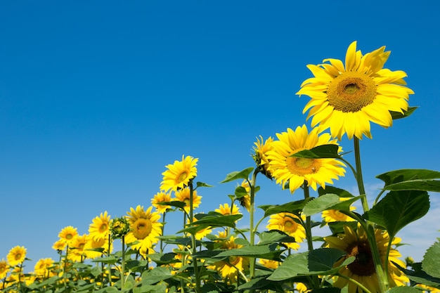 Sunflower field with cloudy blue sky