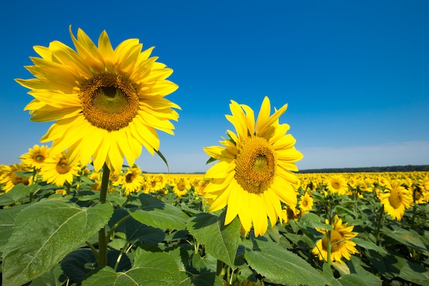 Sunflower field with cloudy blue sky