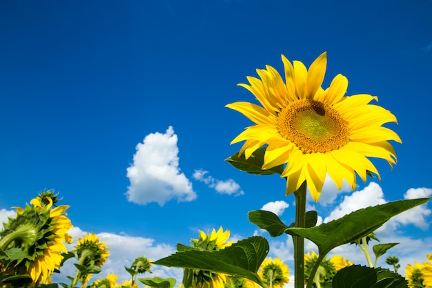 Sunflower field with cloudy blue sky