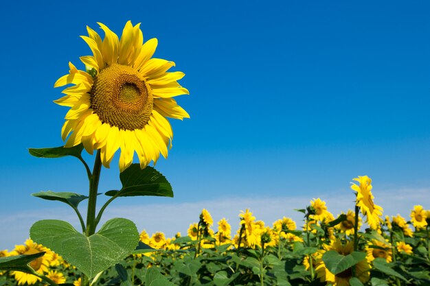 Sunflower field with cloudy blue sky