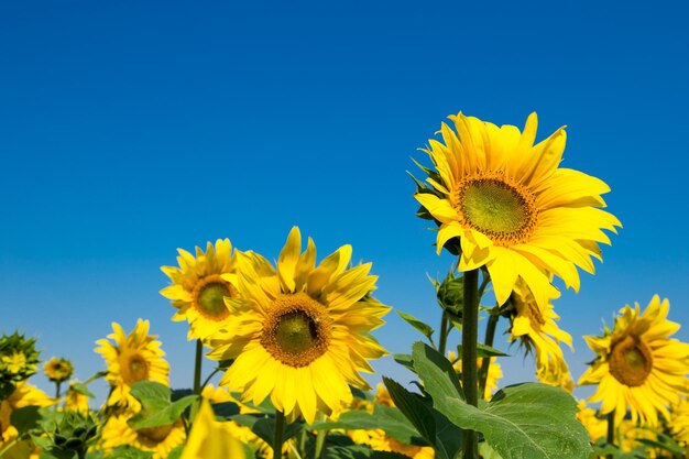 Sunflower field with cloudy blue sky