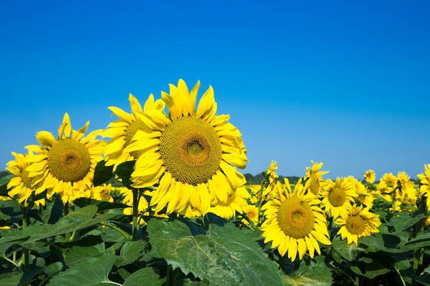 Sunflower field with cloudy blue sky