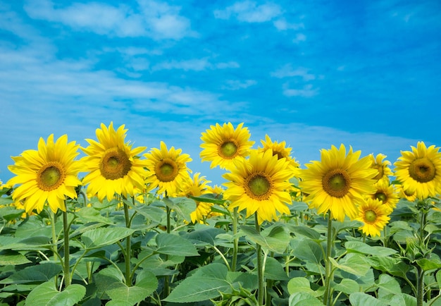 Sunflower field with cloudy blue sky