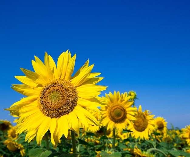 Photo sunflower field with cloudy blue sky