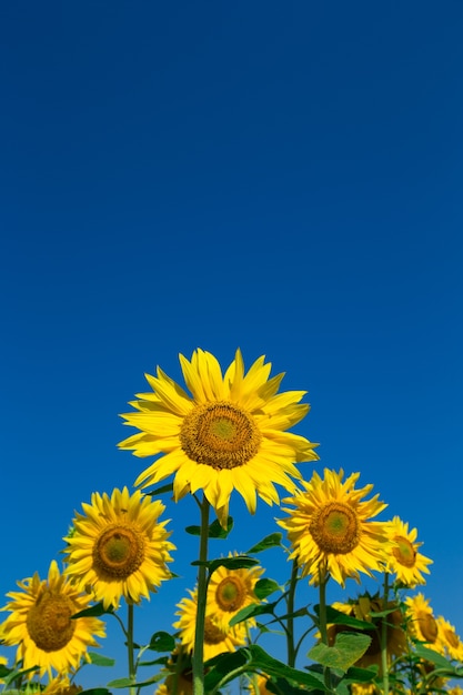 Sunflower field with cloudy blue sky