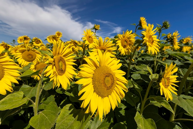 Sunflower field with flowers and bees