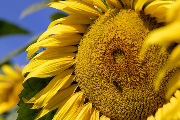 Sunflower field with flowers and bees