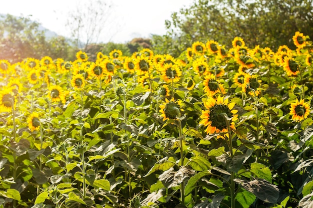 Sunflower field with a light lunch.