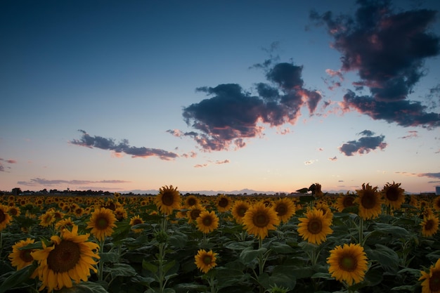 Sunflower field with the Longs Peak, Colorado view on forground  at sunset.