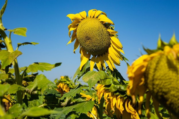 Sunflower field with lots of bees