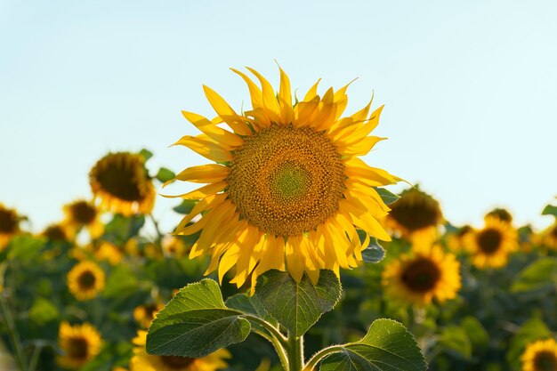 Sunflower field with sunflower in the center