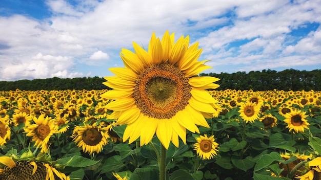 Sunflower on a field with sunflowers Texture for designers