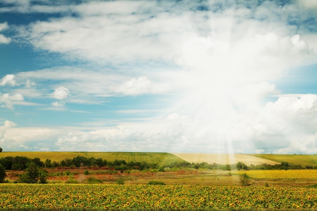 Sunflower field with sunny sky