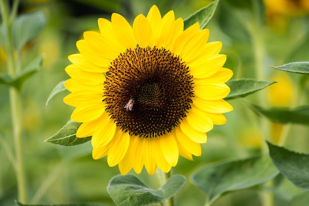 Sunflower in the field  .Yerllow flower ,close-up,macro flower