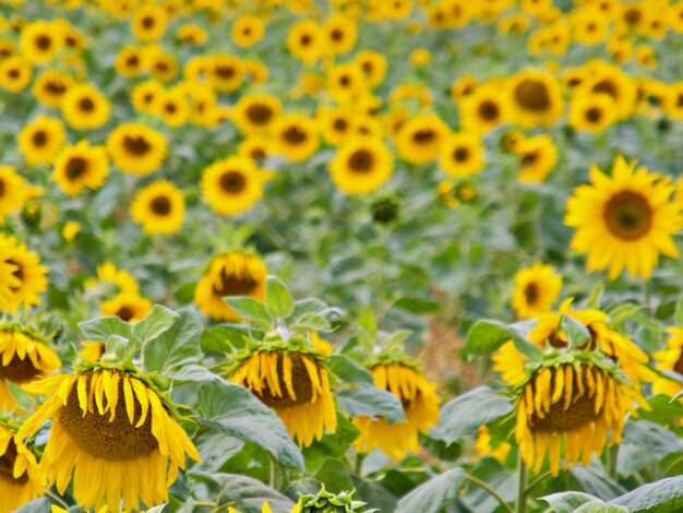 Sunflower field