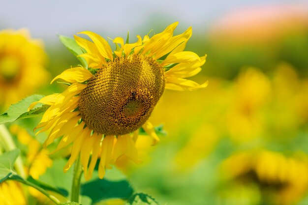 Sunflower field