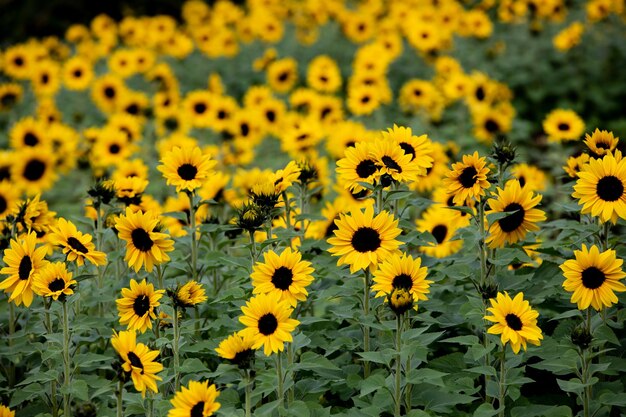 Photo sunflower field