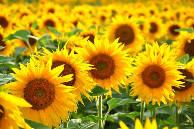 Sunflower field