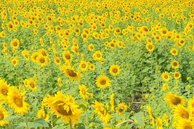 Sunflower in field