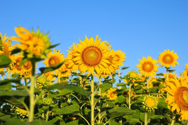 Sunflower Field