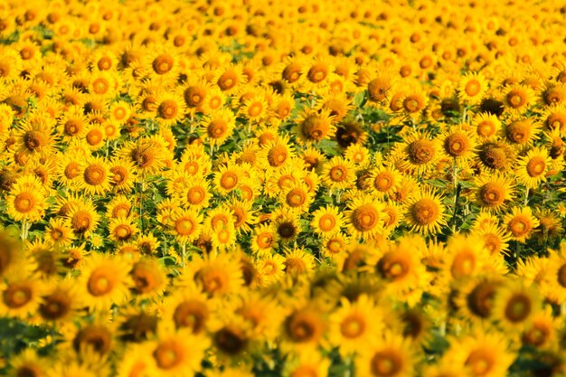 Sunflower Field.