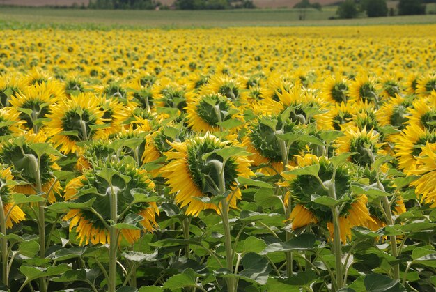 Sunflower field