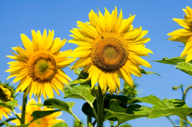 sunflower in the field