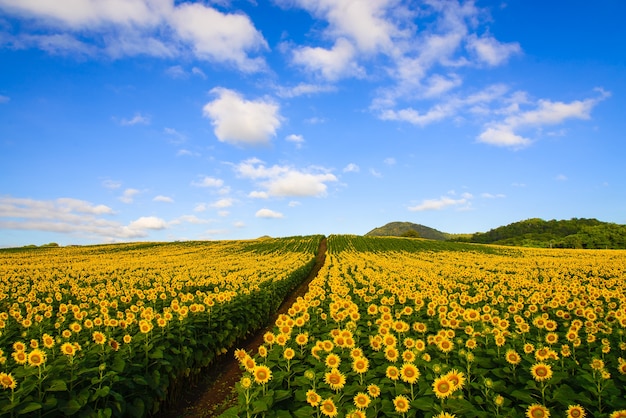 Sunflower field