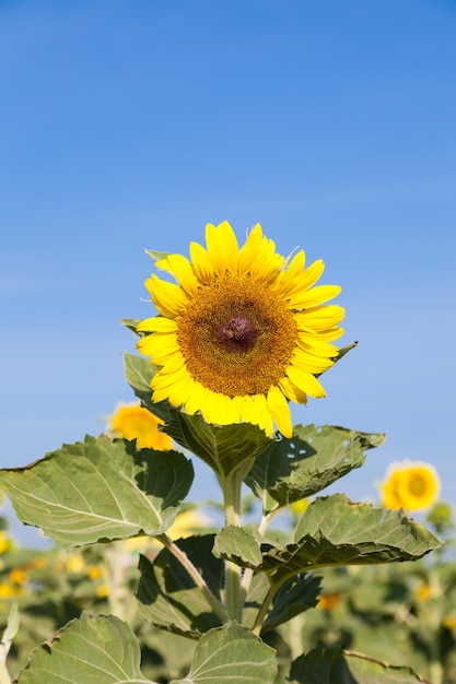 sunflower in field.