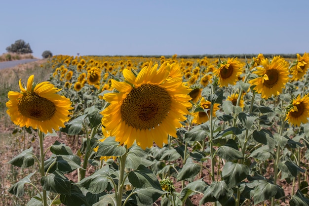 Campo di girasole