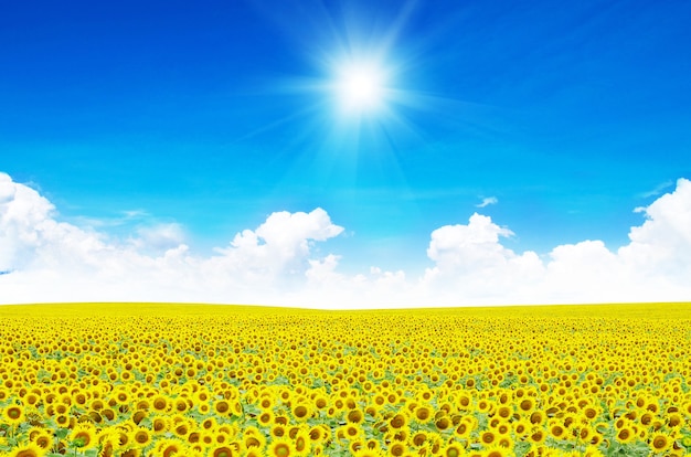 Sunflower field