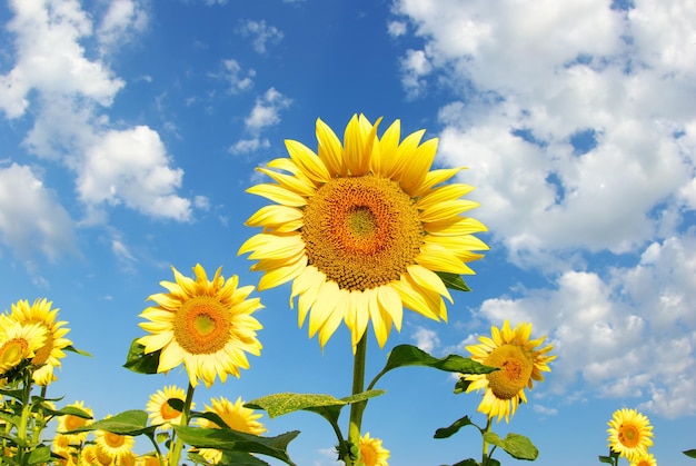 Sunflower field