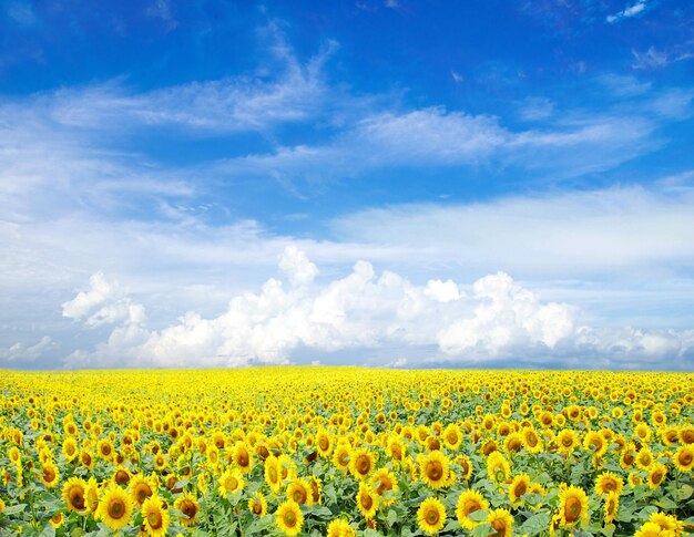 Foto campo di girasole