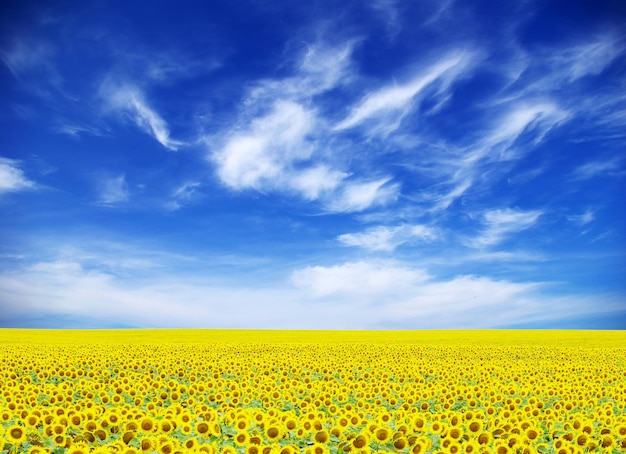 Sunflower field