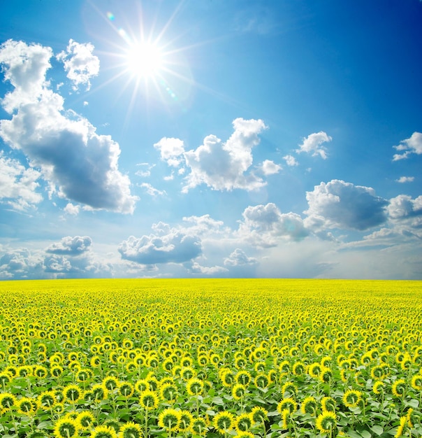 Sunflower field