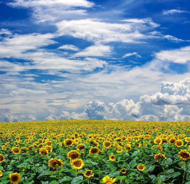 Sunflower field