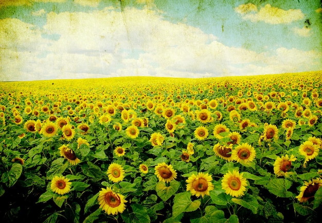 Sunflower field