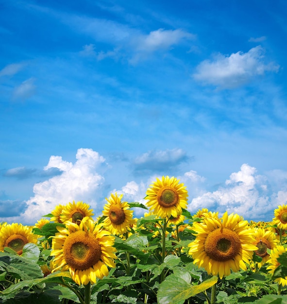 Foto campo di girasole