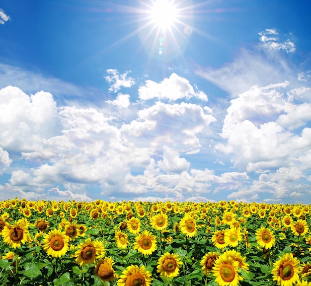 Sunflower field