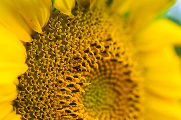 Sunflower fieldfield of blooming sunflowers on a background sunsetsummer landscapeBright yellow sunflowers and sunClose up of sunflower against a field