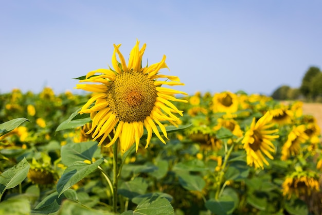 Sunflower fieldfield of blooming sunflowers on a background sunsetsummer landscapeBright yellow sunflowers and sunClose up of sunflower against a field