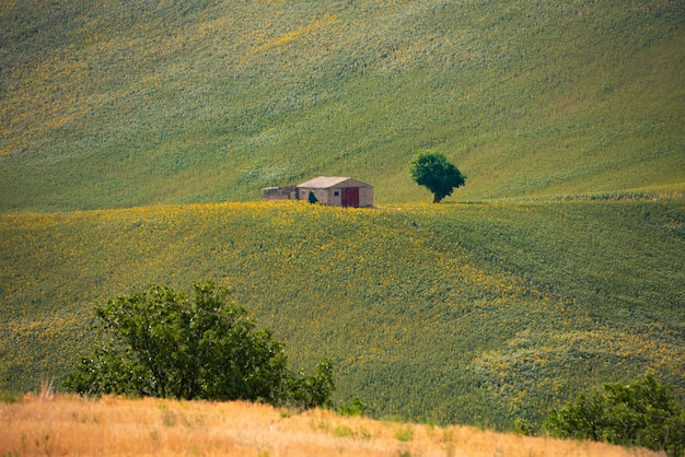 Photo sunflower fields in countryside with an old farm house