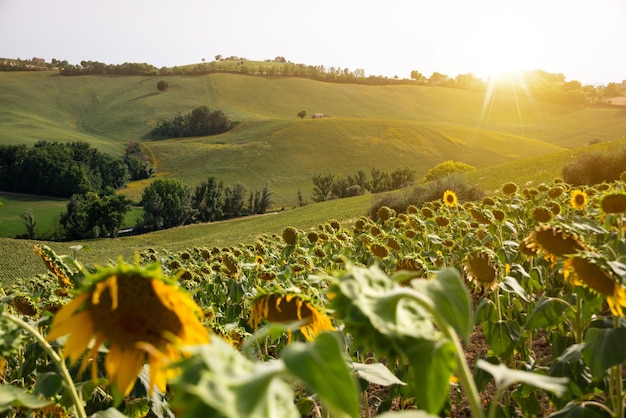 Photo sunflower fields in countryside with an old farm house