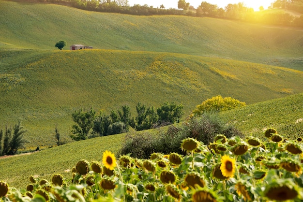 Sunflower fields in countryside with an old farm house